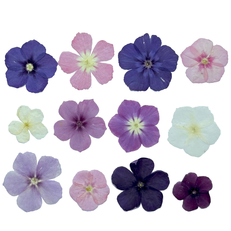 12 Uds., flores secas prensada - Resin Art Liquid reseña y precio